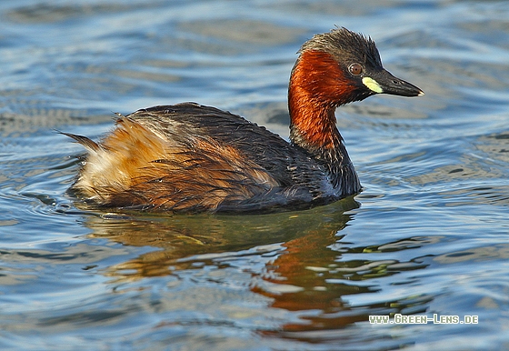 Zwergtaucher - Copyright Stefan Pfützke