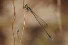 Aciagrion borneese