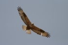 Adlerbussard