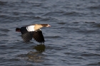 Nilgans