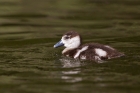 Nilgans