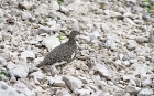 Alpenschneehuhn