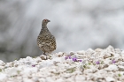 Alpenschneehuhn