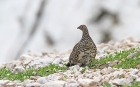 Alpenschneehuhn