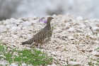 Alpenschneehuhn