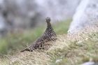 Alpenschneehuhn