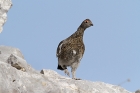 Alpenschneehuhn