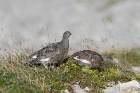 Alpenschneehuhn