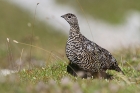 Alpenschneehuhn