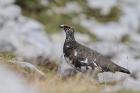 Alpenschneehuhn