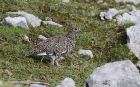 Alpenschneehuhn