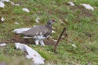 Alpenschneehuhn