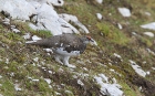 Alpenschneehuhn