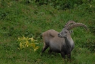 Alpensteinbock