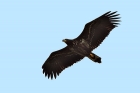 Seeadler