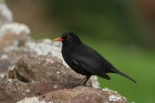 Amsel