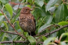 Amsel