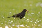 Amsel