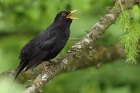 Amsel