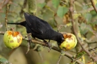 Amsel