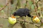 Amsel