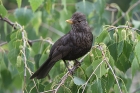 Amsel