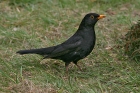 Amsel