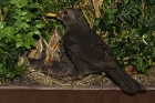 Amsel