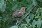 Amsel