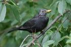 Amsel