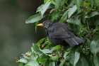 Amsel