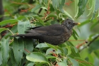 Amsel