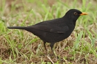 Amsel