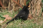 Amsel