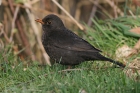 Amsel