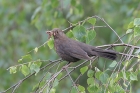 Amsel