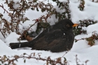 Amsel