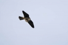 Baumfalke