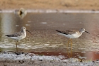 Bindenstrandläufer