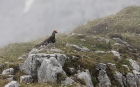 Alpenschneehuhn