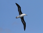 Schwarzbrauenalbatross