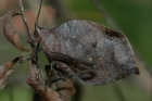 Blatt Katydid