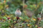 Braunkehlchen