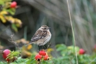 Braunkehlchen