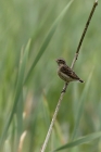 Braunkehlchen