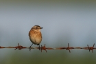 Braunkehlchen