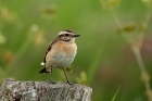 Braunkehlchen