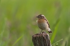 Braunkehlchen