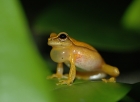 Bromelien-Laubfrosch