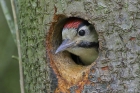 Buntspecht